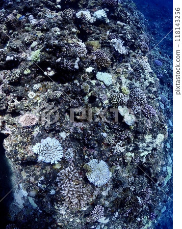 Underwater in Miyakojima where coral bleaching is occurring Underwater in Miyakojima where coral bleaching is occurring 118143256