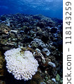 Underwater in Miyakojima where coral bleaching is occurring 118143259