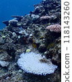 Underwater in Miyakojima where coral bleaching is occurring 118143260