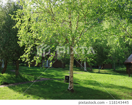 札幌定山溪涼爽的早晨森林 札幌定山溪涼爽的早晨森林 118143445