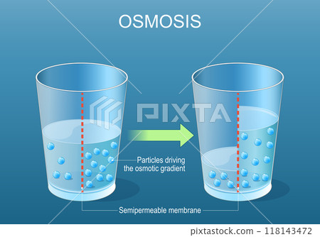 Osmosis. Experiment with Semi-permeable membrane 118143472