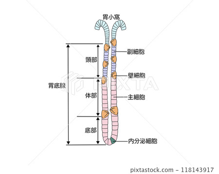 Anatomy and physiology of the digestive system: fundic glands 118143917