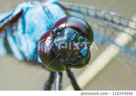 A large white-tailed skimmer tilting its head A large white-tailed skimmer tilting its head 118143940