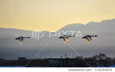 夕陽染成的天鵝美剪影 夕陽染成的天鵝美剪影 118144014