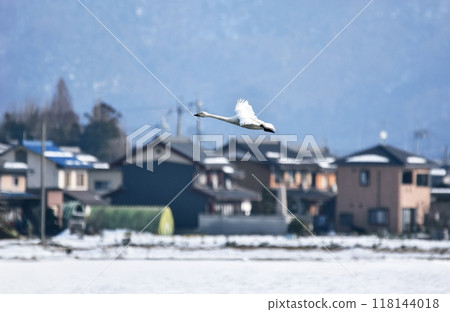 天鵝飛過鄉村小鎮的稻田 天鵝飛過鄉村小鎮的稻田 118144018