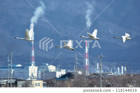 Smoke coming out of a factory chimney, swans flying in the snow Smoke coming out of a factory chimney, swans flying in the snow 118144019