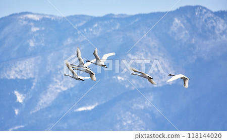 The swan who fly to the snow mountain back The swan who fly to the snow mountain back 118144020
