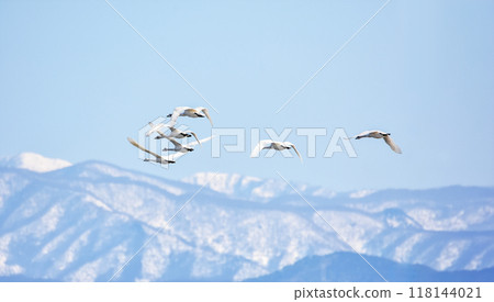 The sight of swans flying against the mountain backdrop is beautiful. The sight of swans flying against the mountain backdrop is beautiful. 118144021