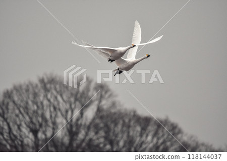 天鵝在霜凍的樹木、死樹和天鵝的背景下飛翔，成群飛翔，美麗 118144037