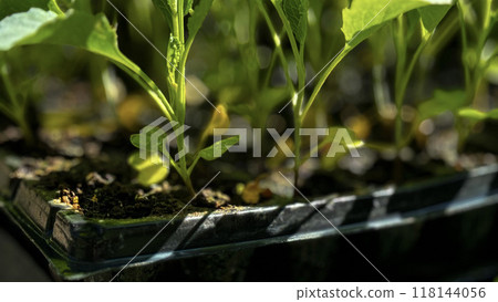 young green pepper in a bucket young green pepper in a bucket 118144056