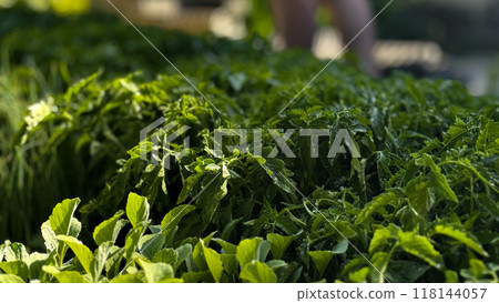 fresh green lettuce in farm fresh green lettuce in farm 118144057