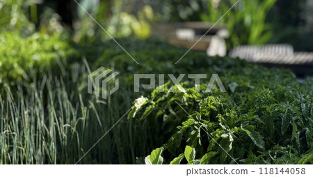 cabbage in the garden cabbage in the garden 118144058