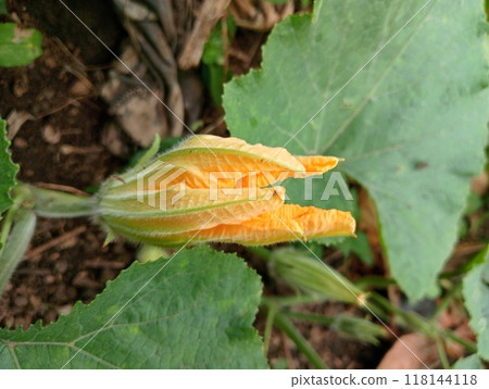 Pumpkin orange flowers on tree in the field Pumpkin orange flowers on tree in the field 118144118