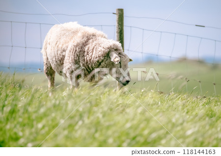 A solitary sheep peacefully feeds on grass in a verdant pasture, with a fence marking the boundary against a backdrop of a bright blue sky on a warm day. A solitary sheep peacefully feeds on grass in a verdant pasture, with a fence marking the boundary against a backdrop of a bright blue sky on a warm day. 118144163