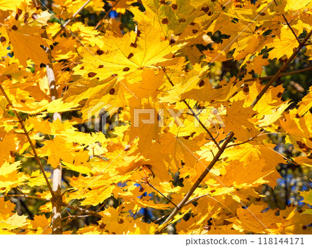 Maple leaves in focus, autumn season, warm light. 118144171