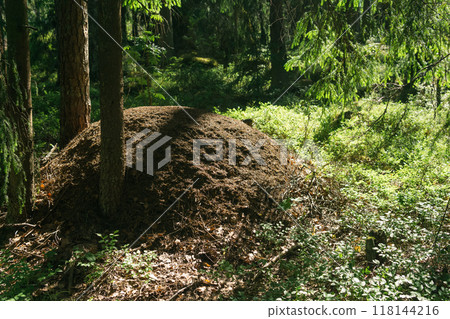red wood ant nest in the forest red wood ant nest in the forest 118144216