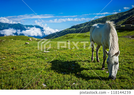 Horse grazing in Himalayas 118144239