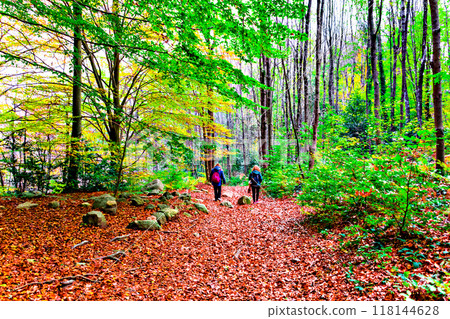 Colorful trees and leaves in autumn in the Montseny Natural Park in Barcelona, Spain Colorful trees and leaves in autumn in the Montseny Natural Park in Barcelona, Spain 118144628