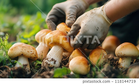 Wild mushroom foraging in the forest Wild mushroom foraging in the forest 118144719
