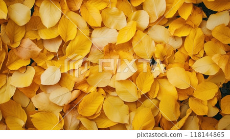 Yellow Golden Autumn Leaves Background Yellow Golden Autumn Leaves Background 118144865