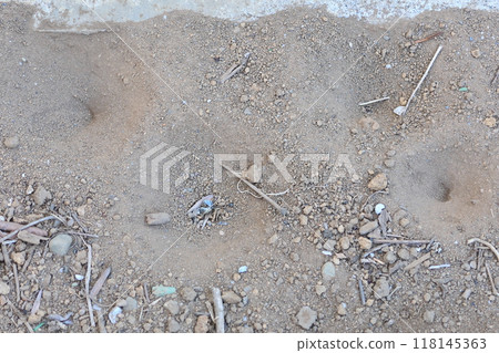 Antlion larvae are burrows that are shaped like a bowl and dug in the ground by the larvae of mayflies. Thin-winged mayfly (Mayfly) Antlion larvae are burrows that are shaped like a bowl and dug in the ground by the larvae of mayflies. Thin-winged mayfly (Mayfly) 118145363