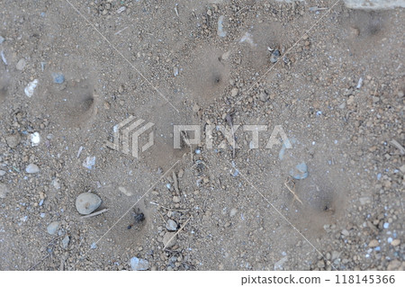 Antlion larvae are burrows that are shaped like a bowl and dug in the ground by the larvae of mayflies. Thin-winged mayfly (Mayfly) Antlion larvae are burrows that are shaped like a bowl and dug in the ground by the larvae of mayflies. Thin-winged mayfly (Mayfly) 118145366