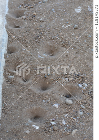 Antlion larvae are burrows that are shaped like a bowl and dug in the ground by the larvae of mayflies. Thin-winged mayfly (Mayfly) Antlion larvae are burrows that are shaped like a bowl and dug in the ground by the larvae of mayflies. Thin-winged mayfly (Mayfly) 118145373