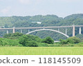 A rural landscape with a carpet of rice growing for harvest against the backdrop of a large bridge over a river. 118145509