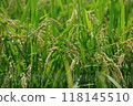 With autumn approaching, the rice ears are drooping as they are about to be harvested. 118145510