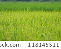 A rural landscape with a carpet of rice growing in preparation for harvest. 118145511