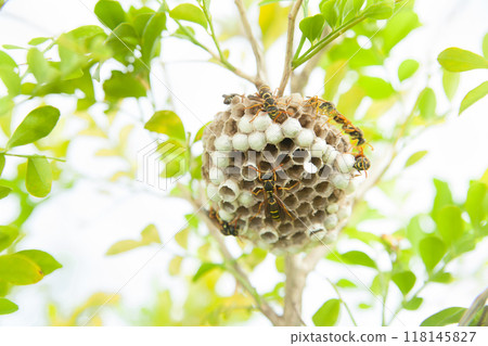 Paper wasps swarming a nest 118145827