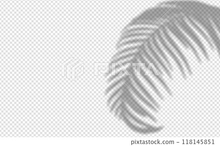 Shadow overlay from a palm tree branch isolated on a transparent background. 118145851