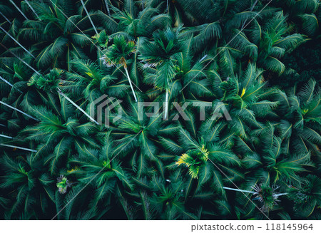 Top view of landscape in tropical forest Top view of landscape in tropical forest 118145964