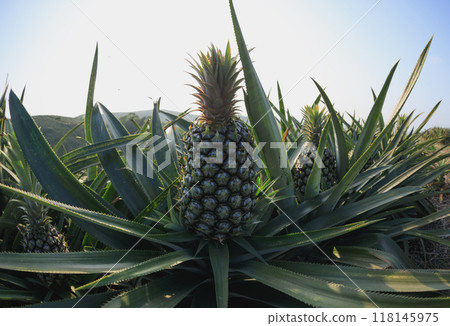 Pineapple grow on tree in garden Pineapple grow on tree in garden 118145975