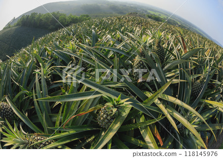 Pineapple grow on tree in garden 118145976