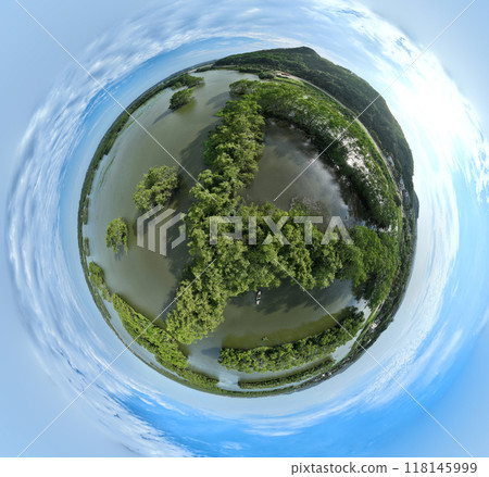 Green mangroves growing in tropical inland sea 118145999