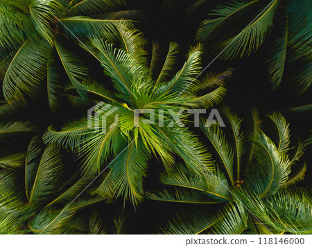 Top view of coconut trees field in the sunrise 118146000