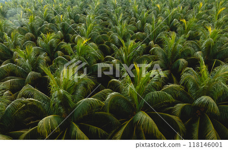 Top view of coconut trees field in the sunrise 118146001