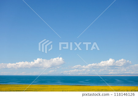 油菜花和青海湖 油菜花和青海湖 118146126