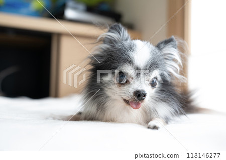 奇瓦瓦州微笑 118146277