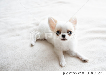 白色毯子上的奇瓦瓦小狗 118146278
