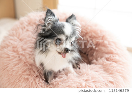 奇瓦瓦在粉紅色的床上微笑 118146279