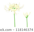 Illustration of a white spider lily 118146374