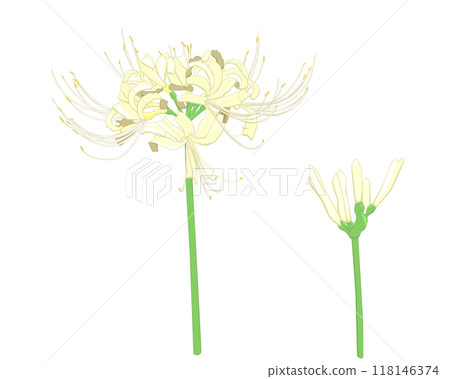 白花曼珠沙花插圖 118146374