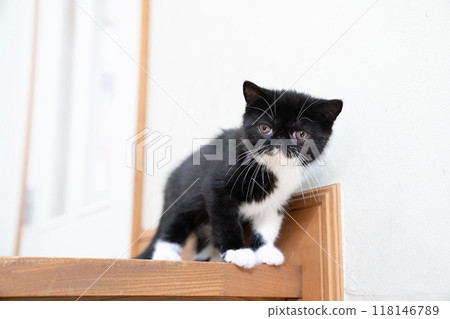 Exotic shorthair kitten at the end of a staircase 118146789