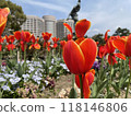Red tulip 118146806