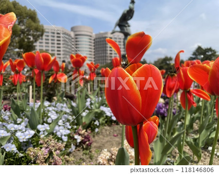 Red tulip 118146806