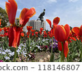 Red tulip 118146807