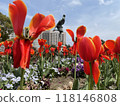 Red tulip 118146808
