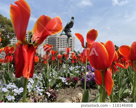 Red tulip Red tulip 118146808
